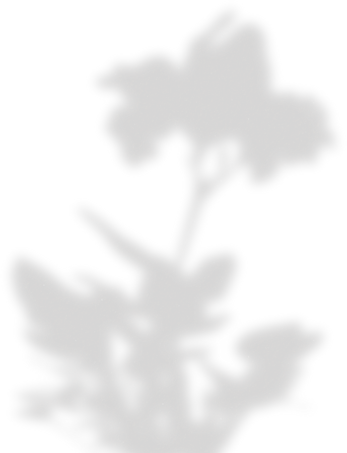 Simple Floral Shadow Vine