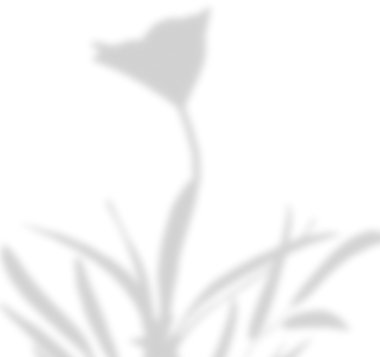 Simple Floral Shadow Tulip